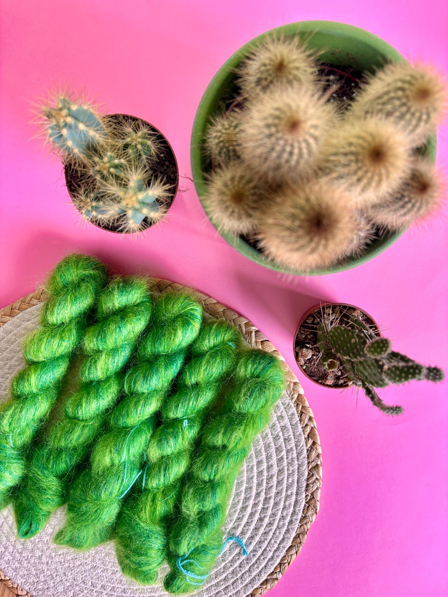 La Duchesse Cactus