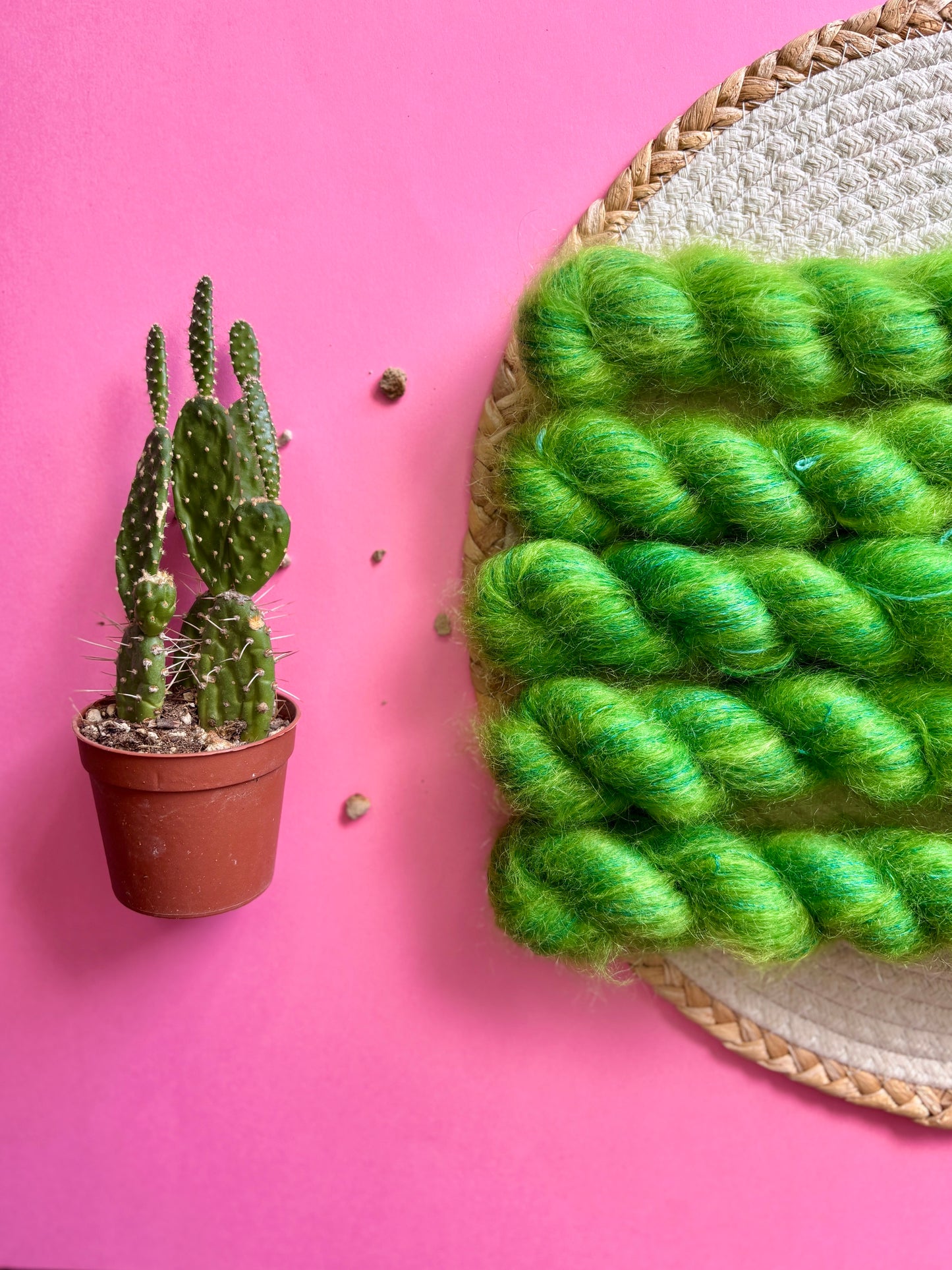 La Duchesse Cactus